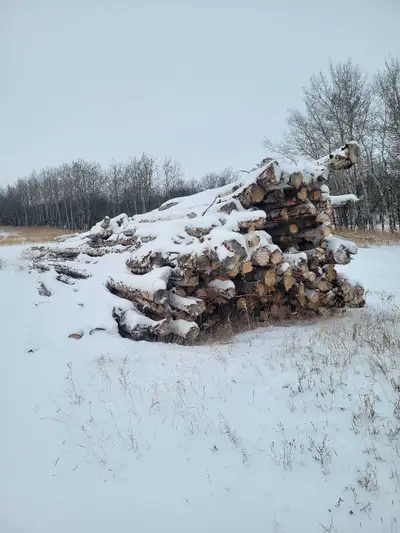 White birch logs, View more