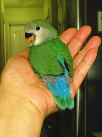 super tame lovebird baby BOY (seagreen)==ON HOLD