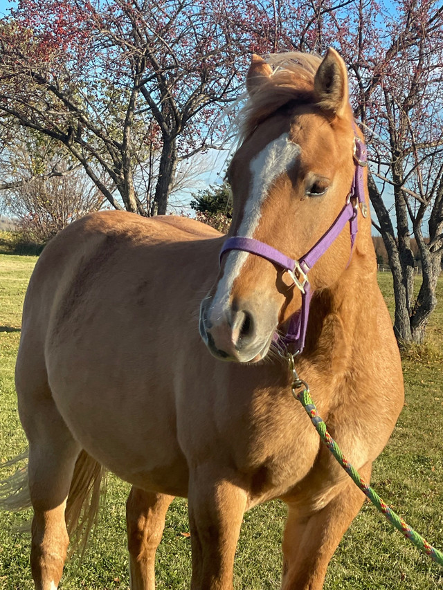 Red dun draft cross mare  in Horses & Ponies for Rehoming in St. Albert - Image 2