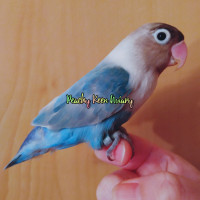 2021 DNA sexed MALE blue dilute Masked Lovebird (PURE STOCK)