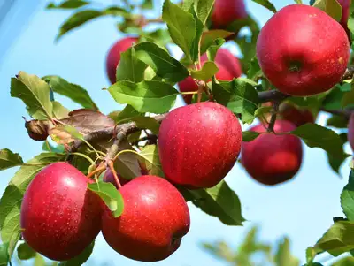 Fruit Trees - HUGE SELECTION , View more