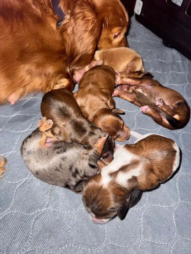 Teckel miniature poil long in Dogs & Puppies for Rehoming in Trois-Rivières - Image 9