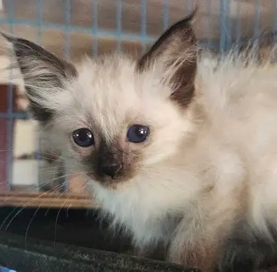 HYPOALLERGENIC Balinese (long hair Siamese) kitten, View more