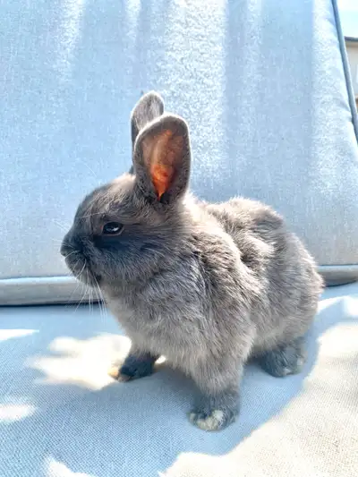 Bunnies for Sale, View more