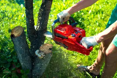 Yard Cleanup - Best rates guarunteed!, View more