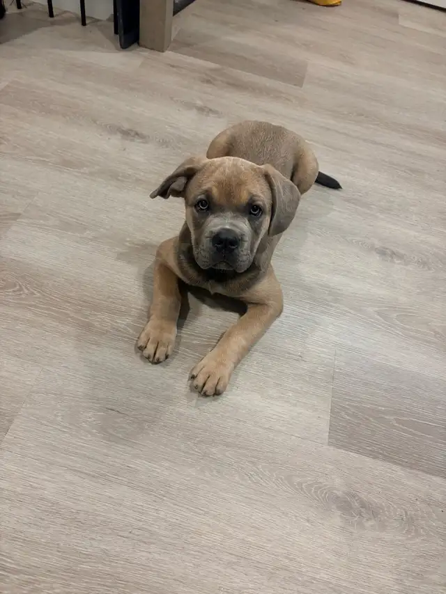 French Corso Puppy in Dogs & Puppies for Rehoming in Sudbury - Image 5