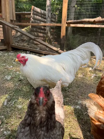 Coq Chantecler 14 mois