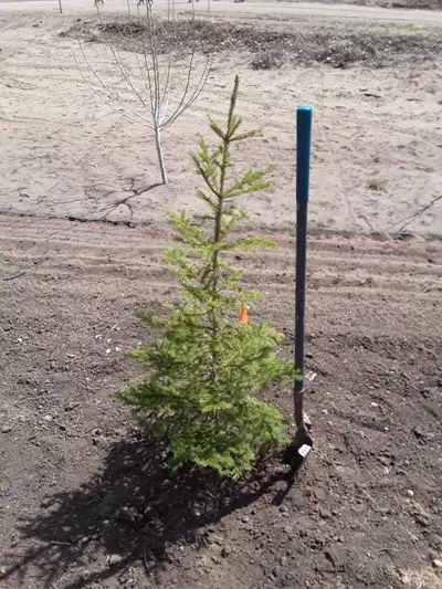 Wild Spruce Trees for Sale, View more