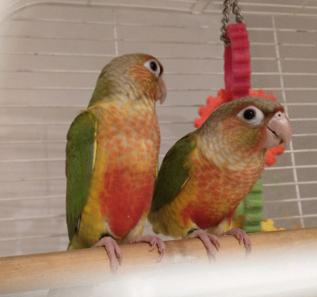 Pineapple and Yellowsided Conures in Birds for Rehoming in North Bay - Image 2