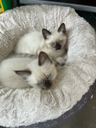 Siamese Male Kittens – Very Playful & Smart, View more