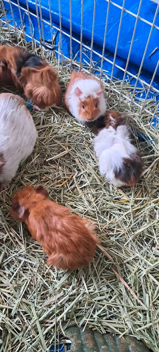 Baby guinea pigs  in Small Animals for Rehoming in City of Halifax - Image 4