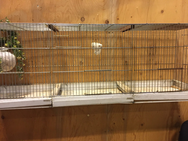Cages pour chardonnerets ou canaris  dans Accessoires  à Laval/Rive Nord - Image 4