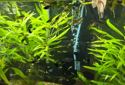 guppy guppies, View more