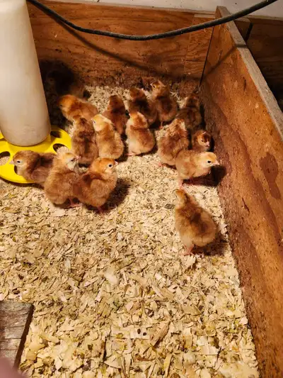 Rhode Island Red Chicks , View more