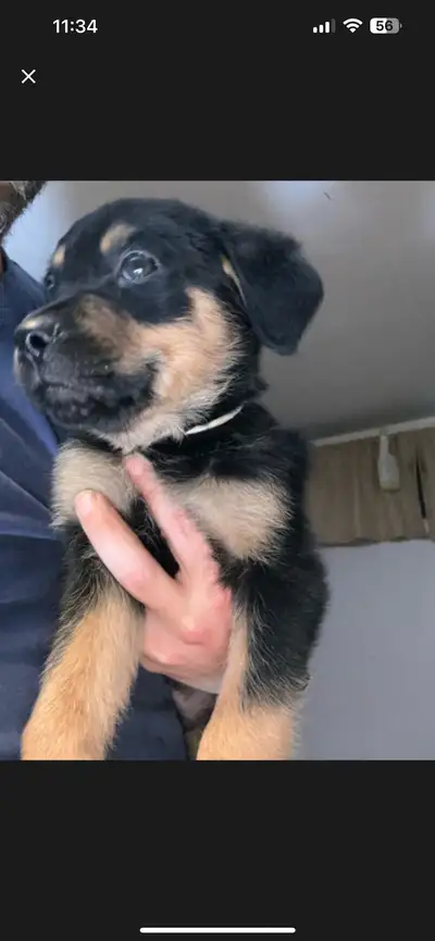 12 week old Rottweiler Puppies! 1 Male / 1 female, View more