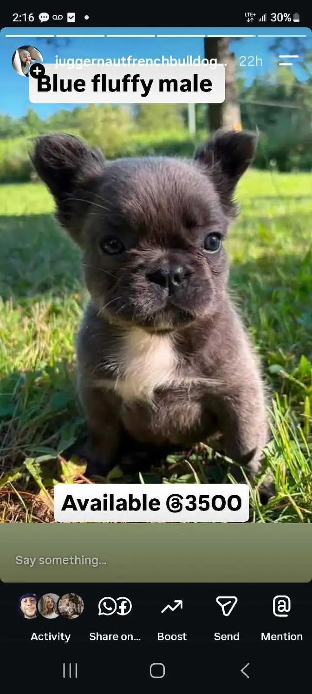French bulldog puppy *price reduction * in Dogs & Puppies for Rehoming in City of Toronto - Image 6