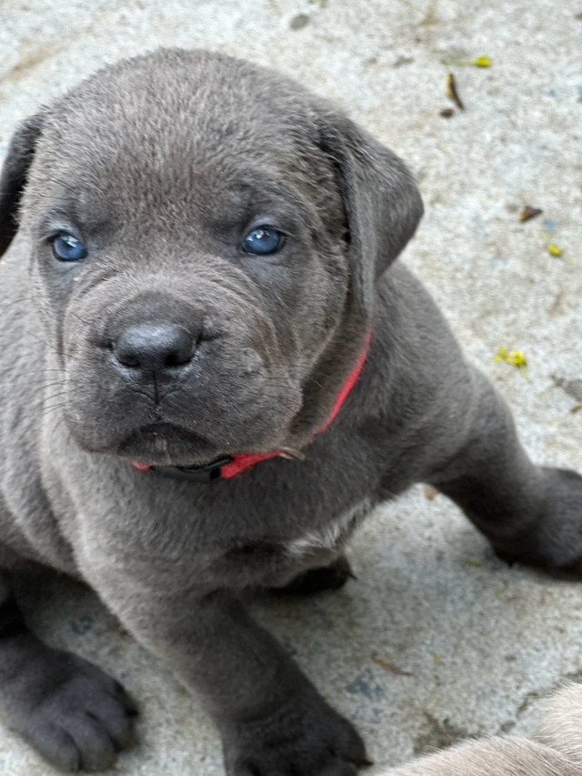 Cane corso  in Dogs & Puppies for Rehoming in Oshawa / Durham Region - Image 2