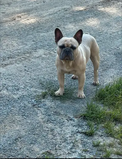 adult French bulldog, View more