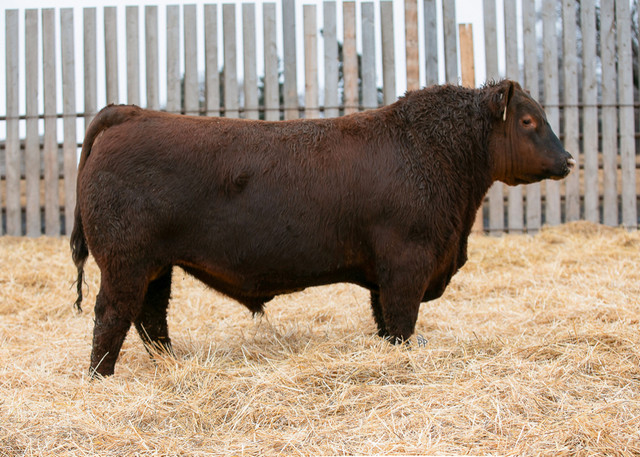 Red and Black Angus Yearling and 2 Year old bulls for sale in Livestock in Winnipeg - Image 3