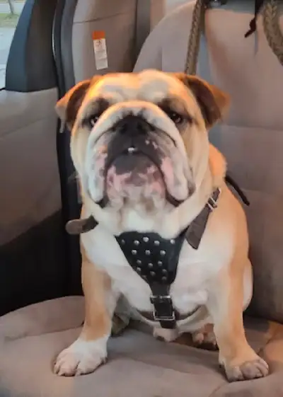 Last gorgeous CKC registered and Champion sired English Bulldog puppy girl and one boy left that car...