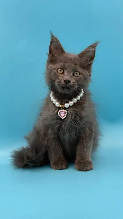 Maine Coon purebred female kitten, View more