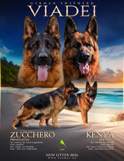 Premium German Shepherd Puppies – CKC Registered, View more