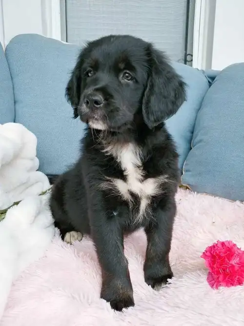 At the moment we have one female puppy available and she will be ready to go to her forever loving h...