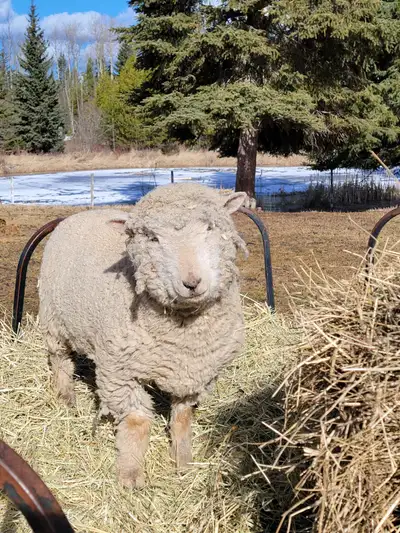 Babydoll ewes, View more