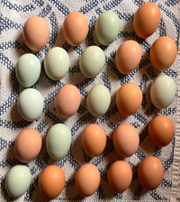Farm Eggs to sell