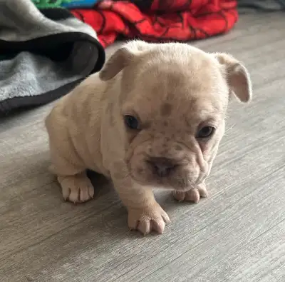 Female French bulldog puppy, View more