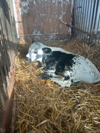 Speckle park X Holstein calf 