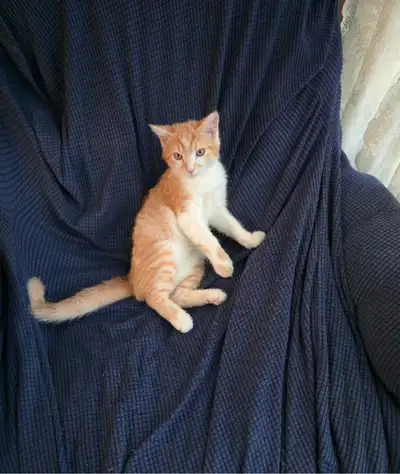 5 months old male kitten, View more