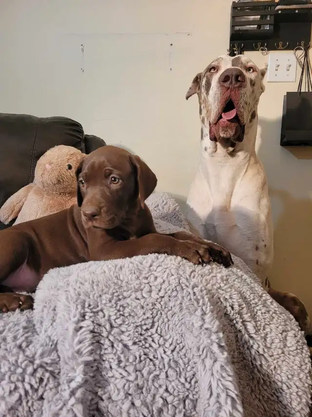 Great dane puppies in Dogs & Puppies for Rehoming in Edmonton - Image 3