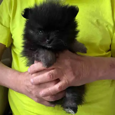 CKC Pomeranians for sale, View more