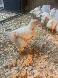 Meat Chickens 