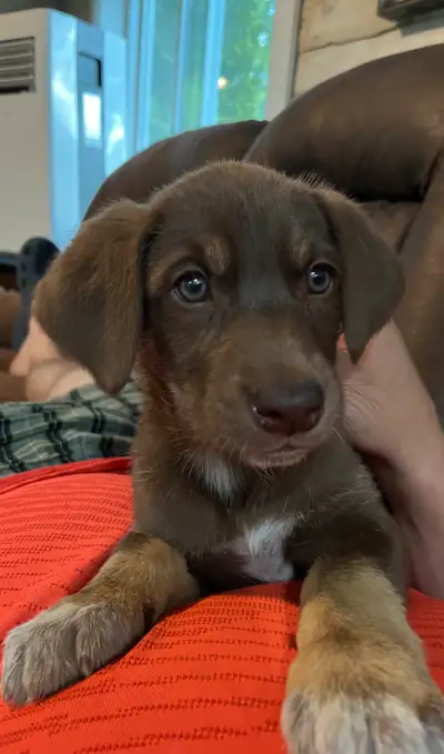 5 Siberian husky/german short haired pointer pups available now, View more