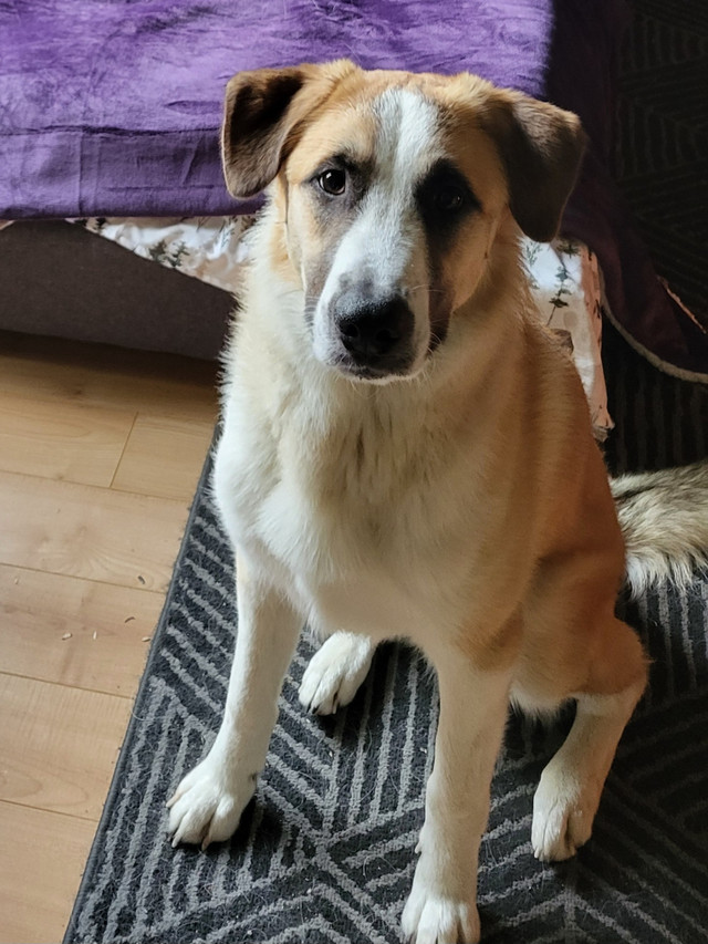 Chien Labernois X Husky dans Chiens et chiots à adopter  à Trois-Rivières - Image 2