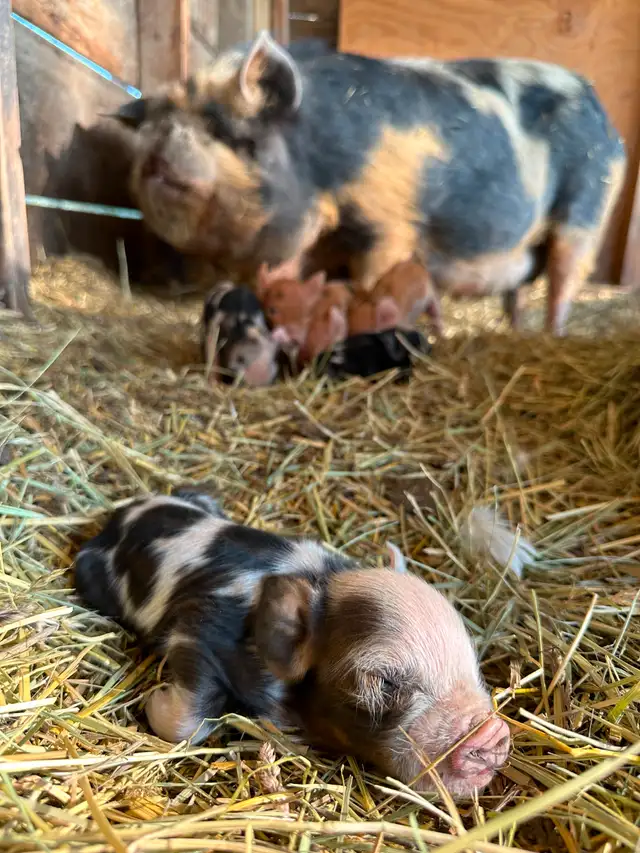Registered Kune Kune Pigs for Sale in Livestock in Cranbrook - Image 9