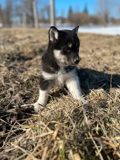 Beautiful female Siberian Husky puppy available! Her dad, Asher is about 55 pounds, while her mom, C...