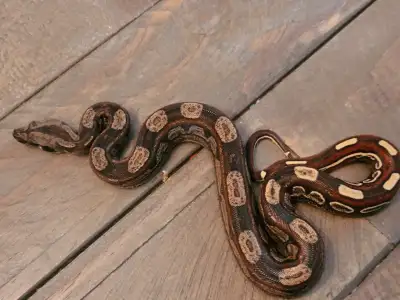 2025 Male IMG Keywest 66% Het Sharp Albino, View more