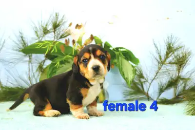 Dachshund/Beagle cross , View more