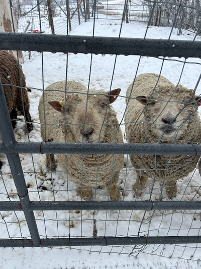 Purebred Babydoll ram, View more