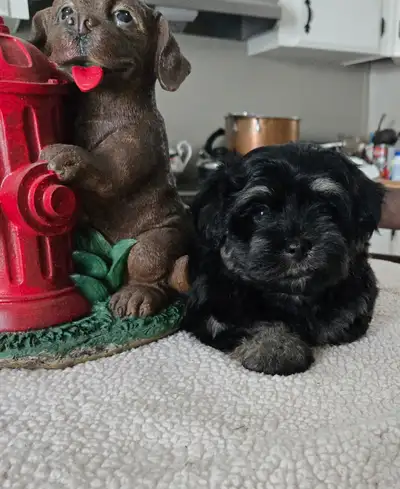 Havanese/Shih Tzu Puppies for Sale, View more