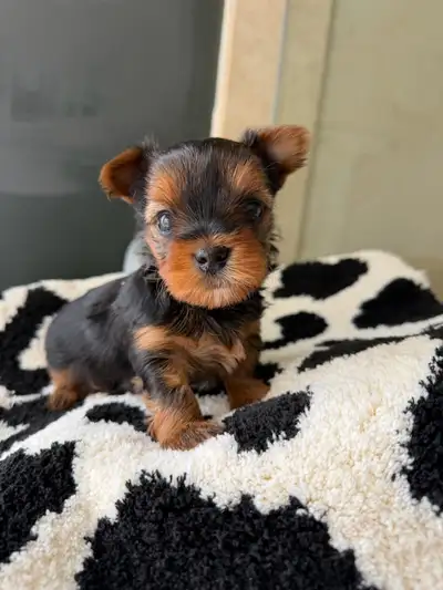 Yorkshire Terrier Puppies, View more