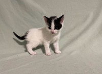 Five kittens available for adoption 