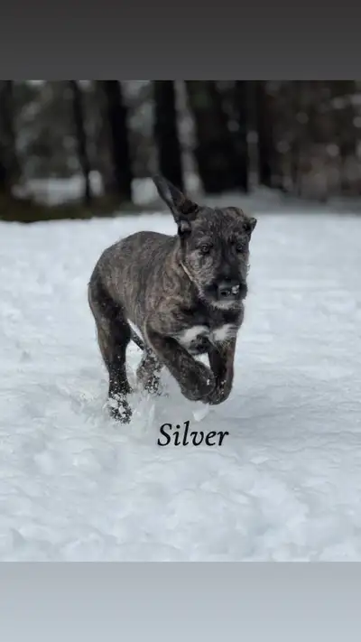 CKC Irish Wolfhound puppies, View more