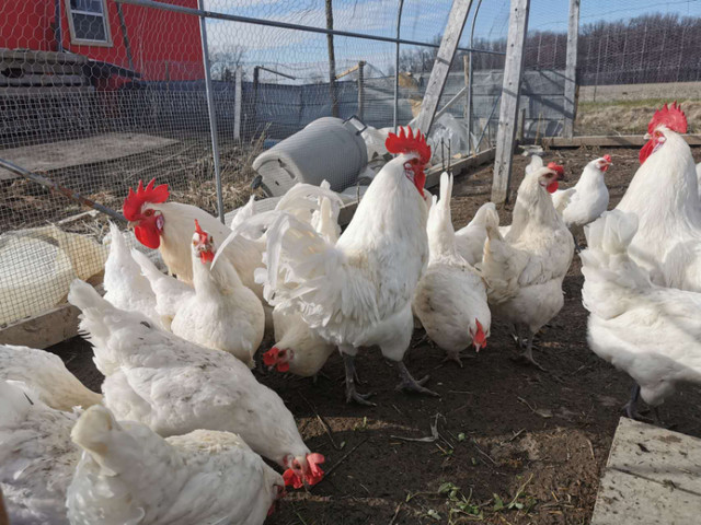 (All Sold) Two-Week Old Bresse Chicks For Sale in Livestock in Windsor Region - Image 3