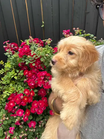 Mini Pomapoo Puppy (Pomeranian x Mini Cockapoo), View more