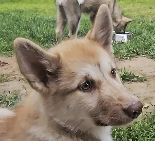 RARE: Canadian Eskimo Puppy - Angel (F) in Dogs & Puppies for Rehoming in Hamilton - Image 3
