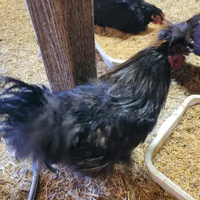 Black Silkie Rooster For Sale, View more
